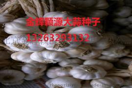 2015秋季大蒜种子批发市场最低价