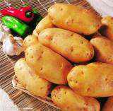 马铃薯种子